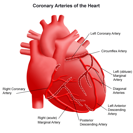 Diagram of the arteries in the heart