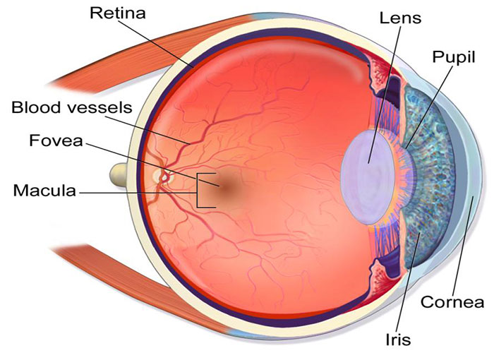 Blood vessels in the eye