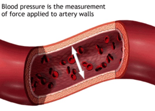 Blood flow in a normal artery.